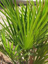 Image result for Acoelorrhaphe