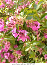 Image result for Nyctaginaceae