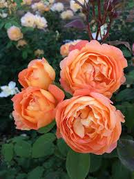 Herrlicher duft, edle blüten, top qualität & kleine preise. English Rose Gallery Rosa Lady Emma Hamilton Susan Rushton
