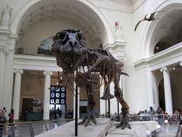 Chicago travel, living, entertainment and business. Field Museum Of Natural History In Chicago Illinois Youtube