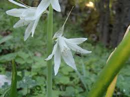 Image result for Ornithogalum flexuosum
