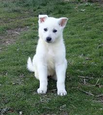 All White German Shepherd Puppies For Sale German Shepherd Puppies White German Shepherd German Shepard Puppies