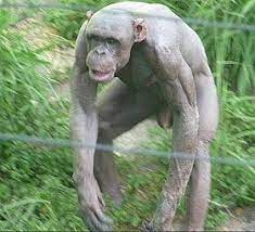 The Most Amazing And Fun Things In The World Hairless Chimps Pictures Hairless Animals Hairless Chimp