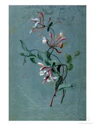 Honeysuckle Giclee Print By Pierre Joseph Redoute Allposters Co Uk Honeysuckle Tattoo Posters Art Prints Honeysuckle