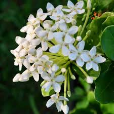 Image result for Ixora