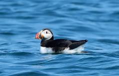Joy of Birding - Hog Island Audubon