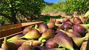 Of 'san piero') were first compared on 21 species of ficus genus planted in 700 ml pots. Japan Fig Farm And Harvest Giant Fig Cultivation Technology Youtube