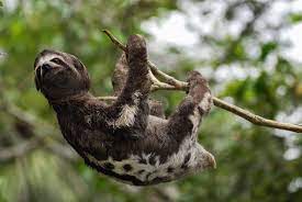 Bats And Sloths Don T Get Dizzy Hanging Upside Down Here S Why Sloth Animal Facts Interesting Animals