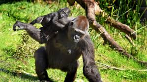 Image result for Gilgiochloa