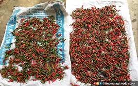 Cili merah besar red chili 大红辣椒 100g | shopee malaysia. Eksekutif Kanan Insurans Selama 18 Tahun Beralih Jadi Pengusaha Cili Free Malaysia Today Fmt