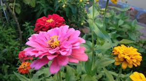 Planta liliácea, de flores grandes y hermosas. 5 Aromaticas Y Bellas Flores De Jardin Para Un Espacio Flores Bonitas Jardin De Flores Flores