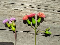 Image result for Emilia tessmannii