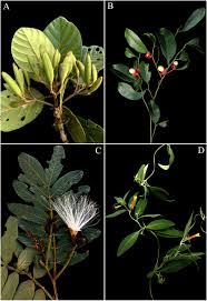 Image result for Erythrocephalum decipiens