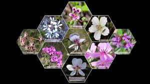 Image result for Pelargonium grossularioides