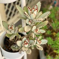 When youre growing kalanchoe panda plants, youll likely find more areas in the home that would benefit from one of these plants. Kalanchoe Tomentosa The Panda Plant Or Pussy Ears Succulent City
