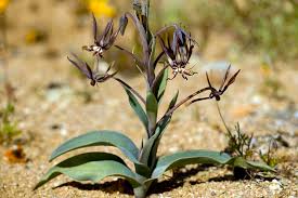 Image result for Ornithoglossum