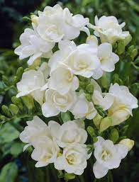 In this context the white freesia flower means innocence and purity. White Freesia Freesia Flowers Beautiful Flowers Fragrant Flowers
