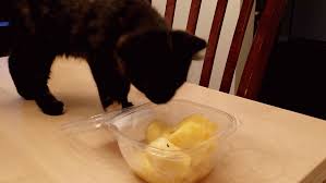 Can cats eat apples as a treat or part of their regular diet? Let S Talk Do You Let Your Cats Eat At The Dinner Table Catster