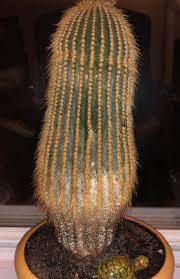 Many cacti varieties are adorned with sharp spines that act as protection for the plant. Cactus Looks Weird Gardening Landscaping Stack Exchange