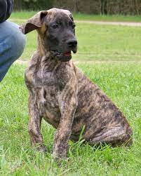 Check spelling or type a new query. Pin By Renee Linderoth Your Evening On Great Dane Puppies Akc European American Great Dane Pups For Sale Conroe Texas Large Dog Breeds Brindle Great Dane Great Dane