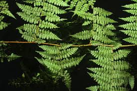 Image result for Dennstaedtiaceae