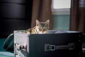 Contact a pet transport service in the san diego, ca area to move your pets across the country or internationally in an affordable and safe manner. How To Pcs To Germany With Pets Bavarian News U S Army Garrison Bavaria