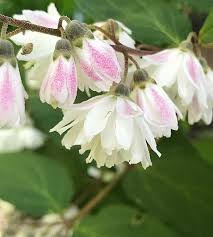 Image result for Deutzia scabra