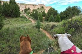 We did not find results for: Exploring The National Grasslands With Dogs Gopetfriendly