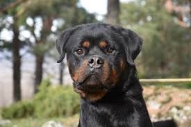 Gabriela alday 11 feb 2021 adoptar perritos y gatitos rescatados mejorará tus días y la de ellos. Adopta Un Perro