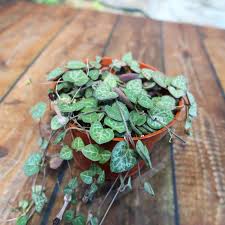 Image result for Ceropegia inornata