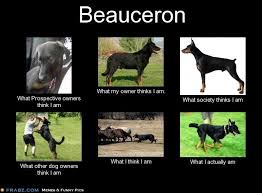 Beauceron puppies for sale,kennel club registered, 4 weeks free insurance. Beauceron Puppies For Sale Adoptapet Com