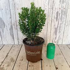 For example, if you love to cook, you'll probably want a house plan with a. Southern Living Plant Collection 2 5 Qt Boxwood Baby Gem Live Shrub Plant Glossy Green Foliage 0609q The Home Depot