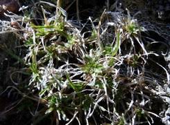 Image result for Cyclocarpa