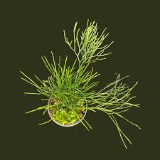 Image result for Psilotrichum