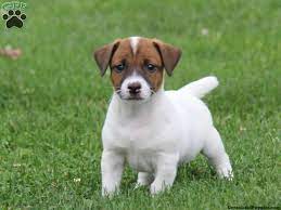 Dash Jack Russell Puppy For Sale From Leola Pa Jack Russell Puppies Puppies Greenfield Puppies