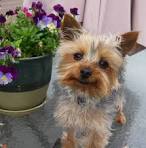 Welcome Save A Yorkie Rescue