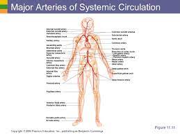 Interprestasi atau cara baca excel: The Cardiovascular System Ppt Download