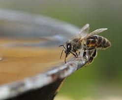 Click to edit and tell contractors and customers a little about the pools you build. Why Are The Bees In The Pool Bug Squad Anr Blogs