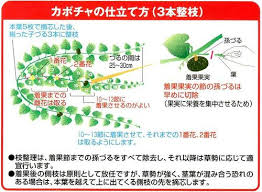 南瓜の栽培方法 土と親しむ 家庭菜園 農業応援歌