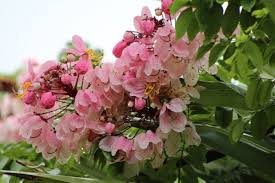 Image result for Cassia nodosa