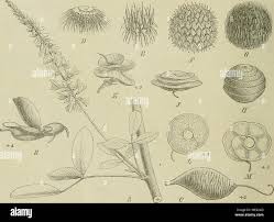 Image result for Cyclocarpa stellaris