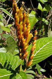 Image result for Sanchezia parvibracteata