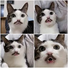 Wont be shocked if this Cat starts to sing MAMAAAA HOOOO🎶 Freddy  Merpurry 🎤😹 : rFunnyAnimals