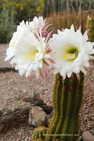 Buy or sell new and used items easily on facebook marketplace, locally or from businesses. Where In The World Are Blanche Lucy Blanche Lucy Say Goodbye To Arizona Blooming Cactus Cactus Arizona