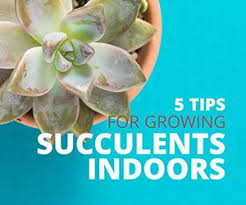 Learn How To Grow Succulents Indoors 5 Easy Tips Growing Succulents Succulents Succulents Indoor