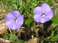 Image result for foto Vitálka