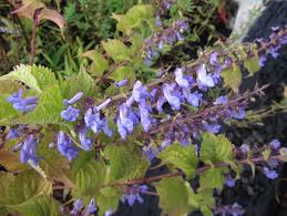 Image result for Isodon ramosissimus