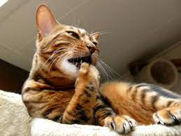 Nail Biting In Cats Petmd