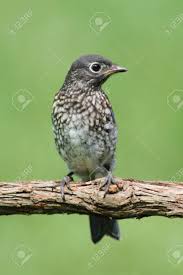 The oldest recorded eastern bluebird was at least 10 years, 5 months old. Baby Eastern Bluebird Sialia Sialis On A Perch With A Green Stock Photo Picture And Royalty Free Image Image 82635140