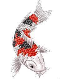 They are a beautiful species of fish, thanks to their intricate patterns and color combinations. Color Koi Tattoo Design By Gaikotsu91